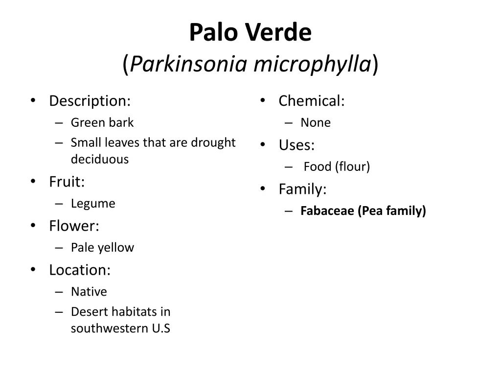 palo verde