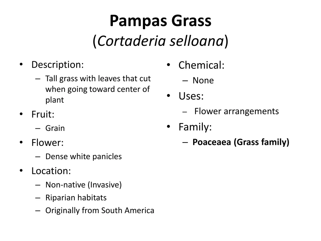 pampas grass cortaderia selloana