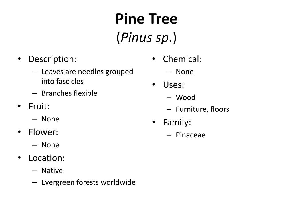 pine tree pinus sp