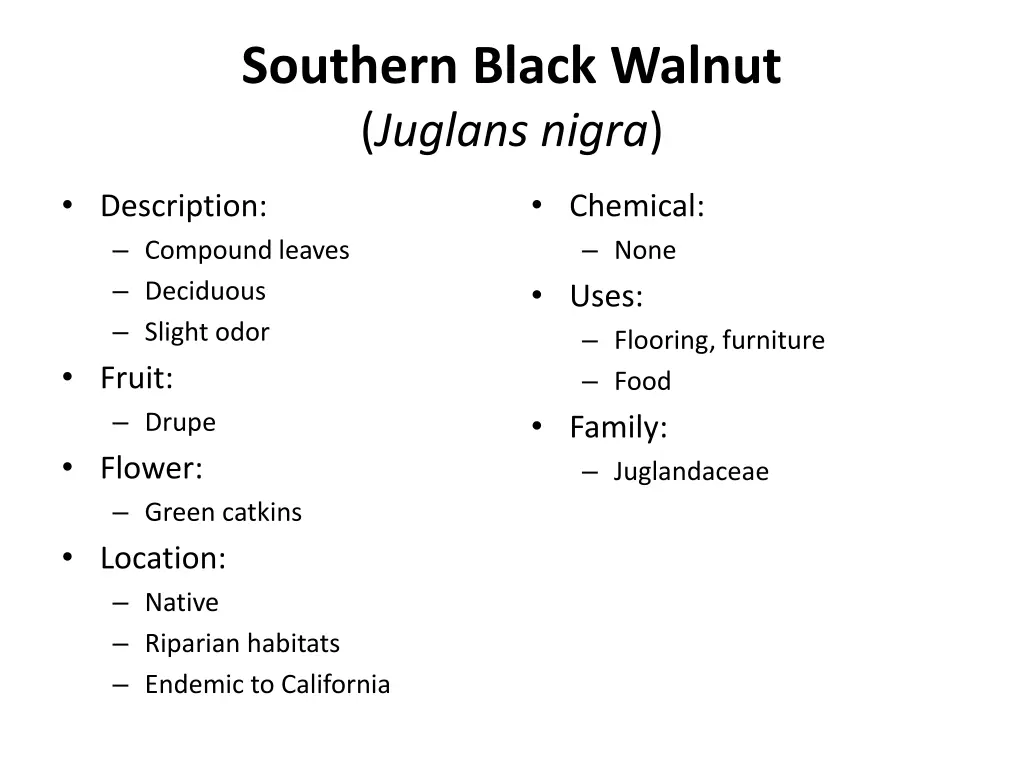 southern black walnut juglans nigra