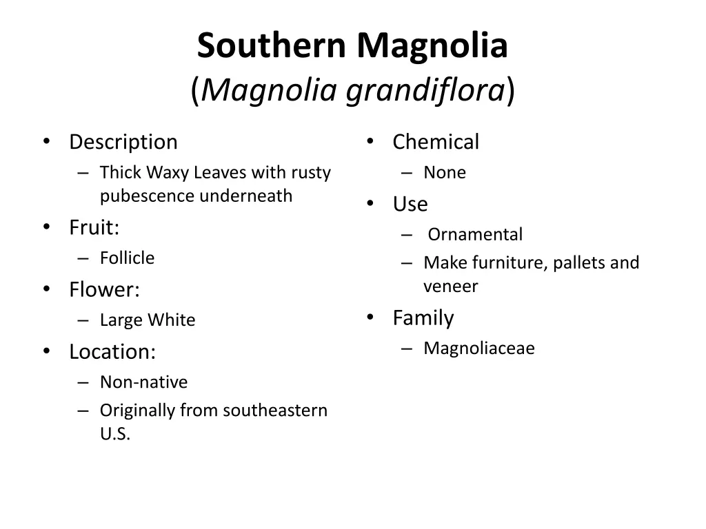 southern magnolia magnolia grandiflora