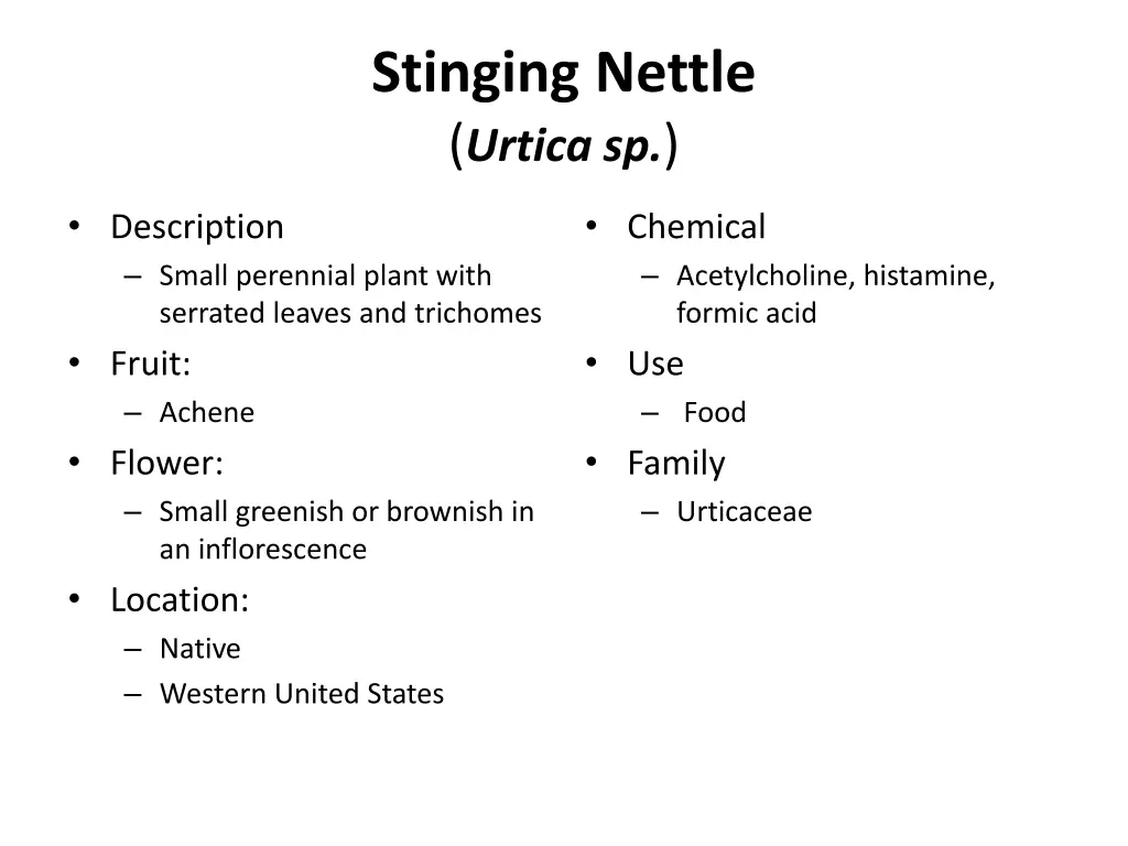 stinging nettle urtica sp