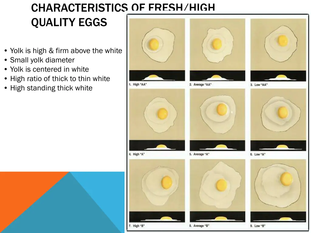 characteristics of fresh high quality eggs