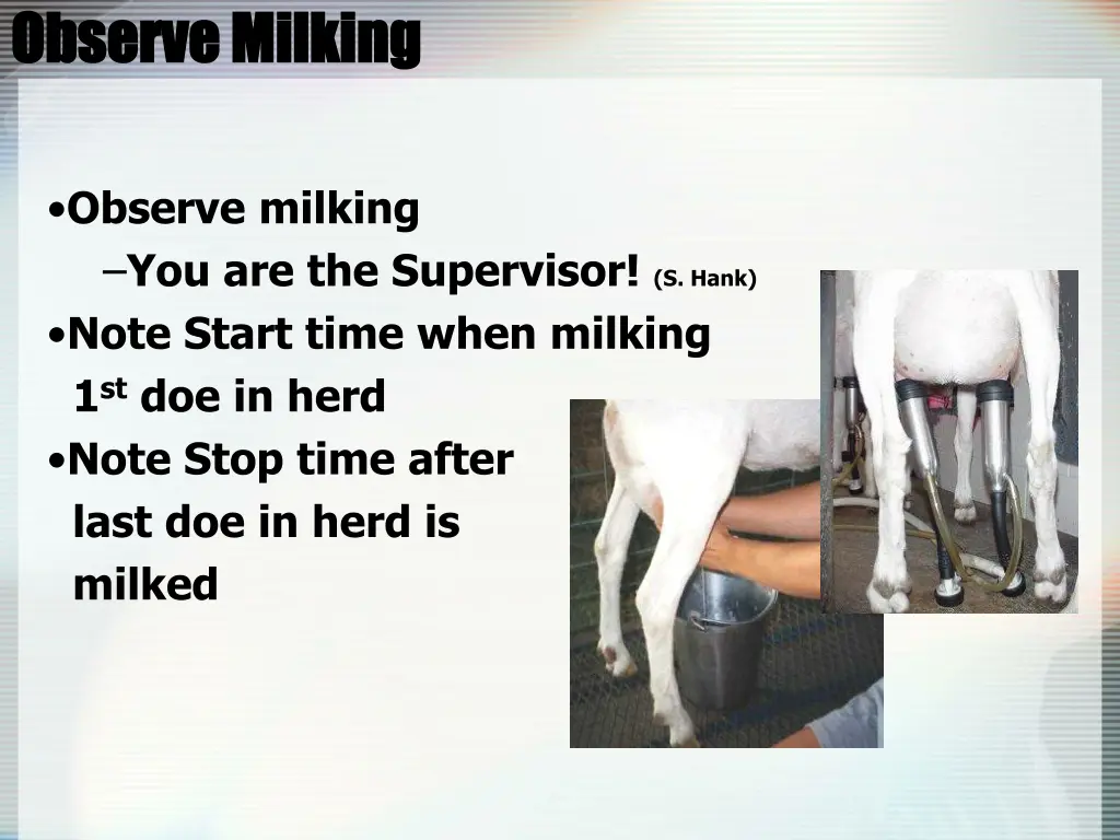 observe milking observe milking