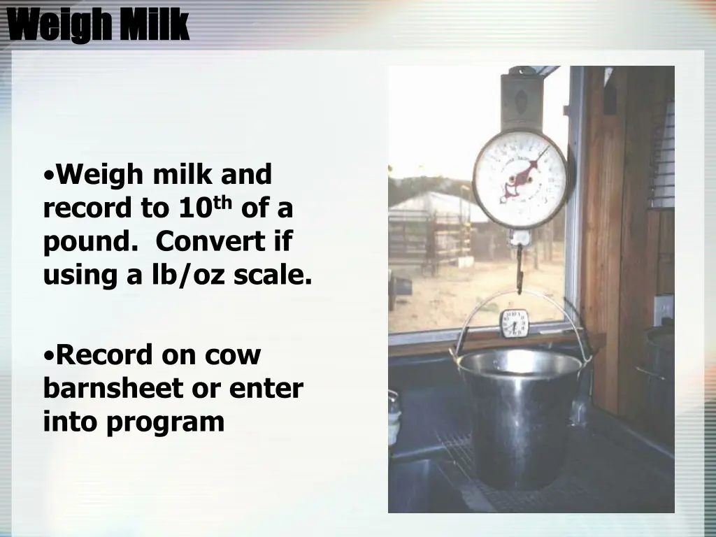 weigh milk weigh milk