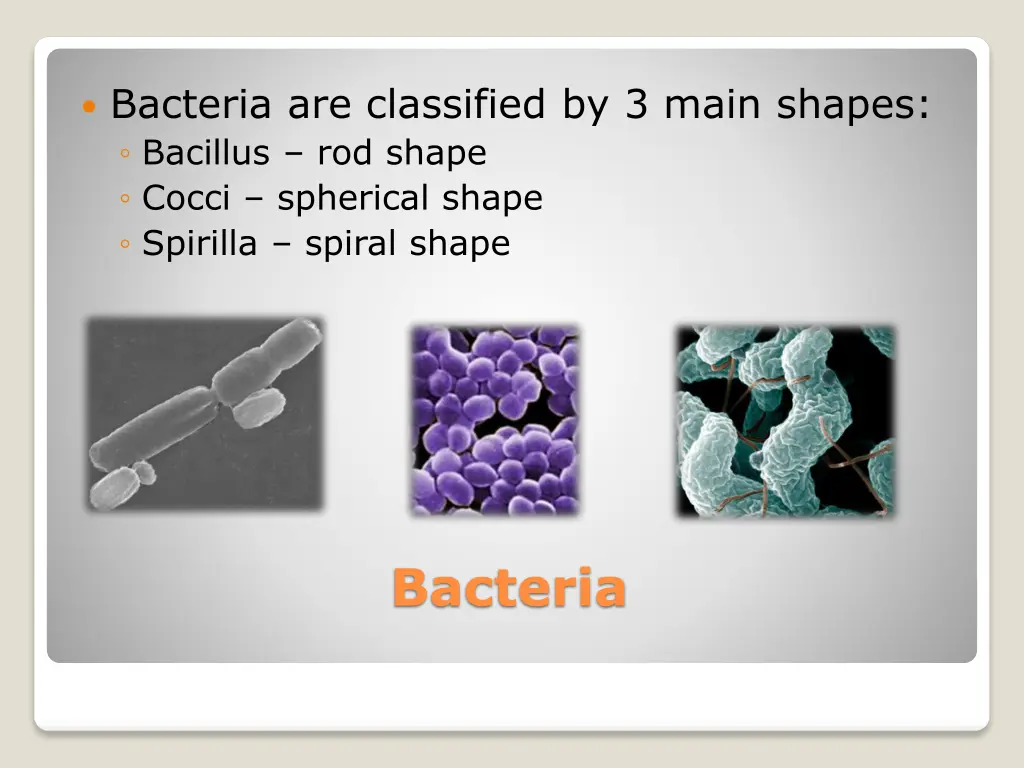 bacteria are classified by 3 main shapes bacillus