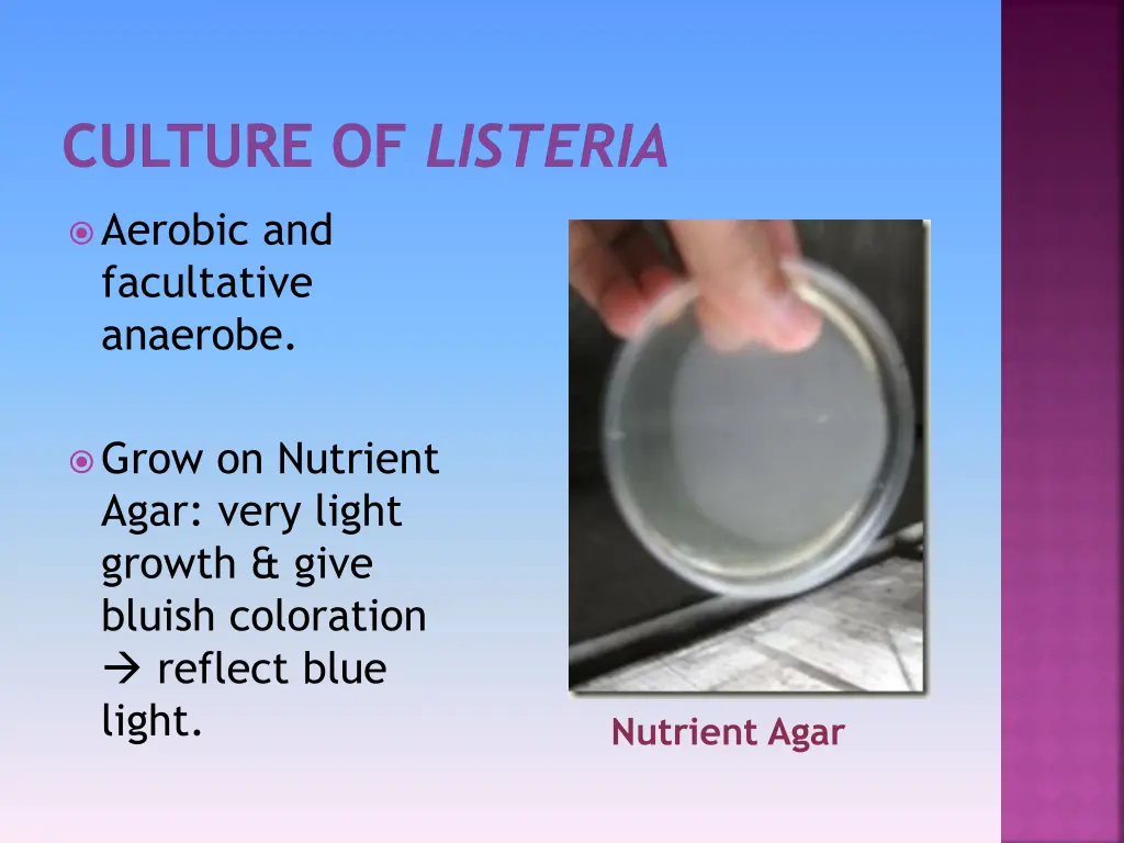 culture of listeria