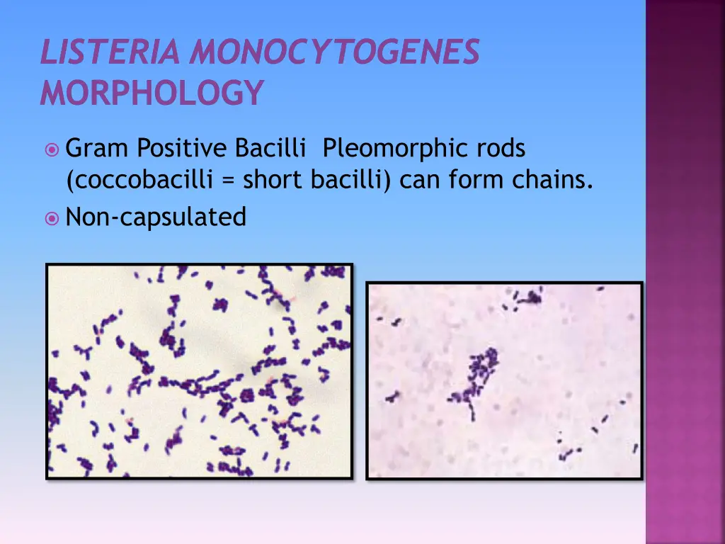 listeria monocytogenes morphology