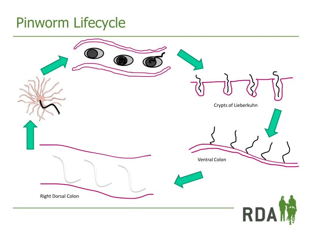 pinworm lifecycle