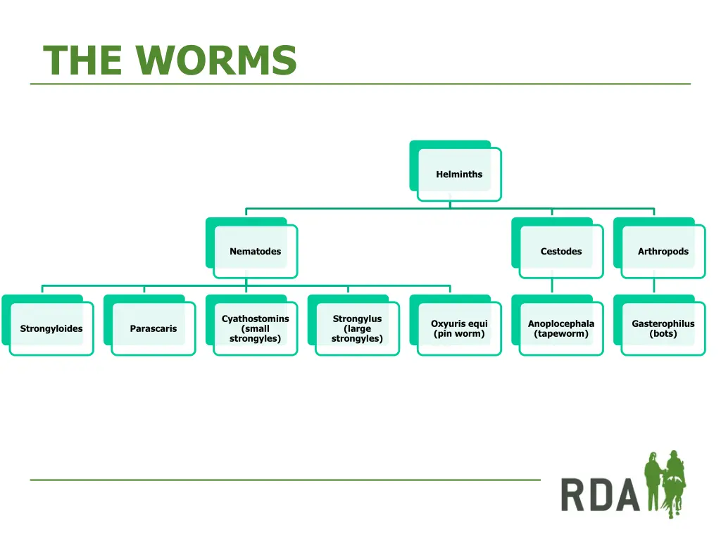 the worms