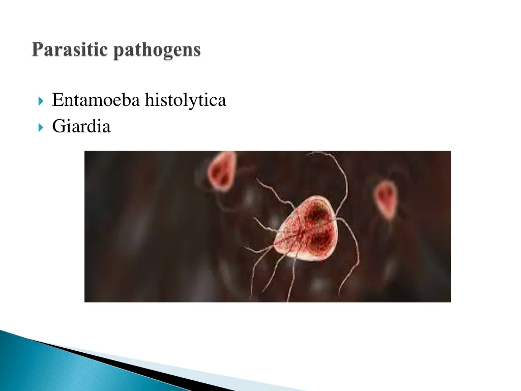 entamoeba histolytica giardia