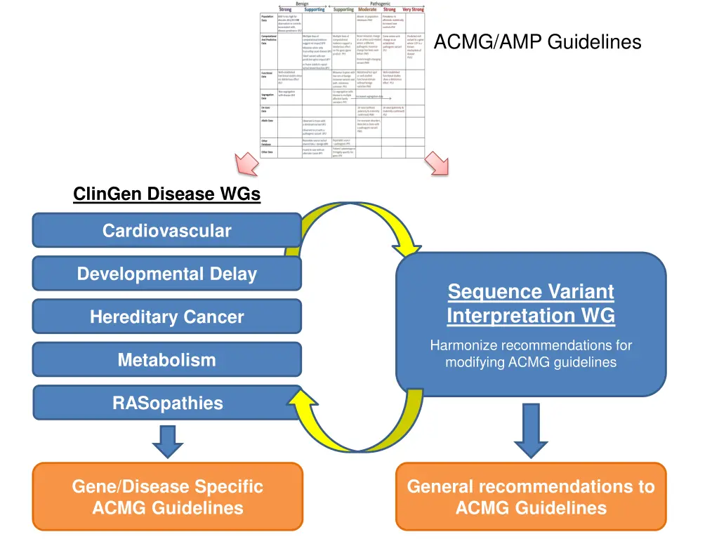 acmg amp guidelines