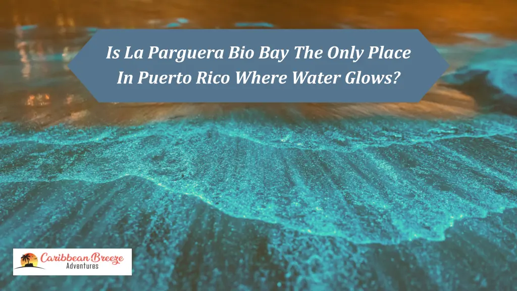 is la parguera bio bay the only place in puerto