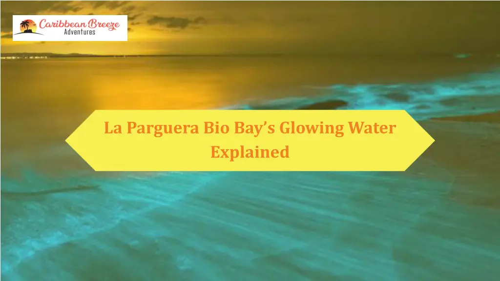 la parguera bio bay s glowing water explained