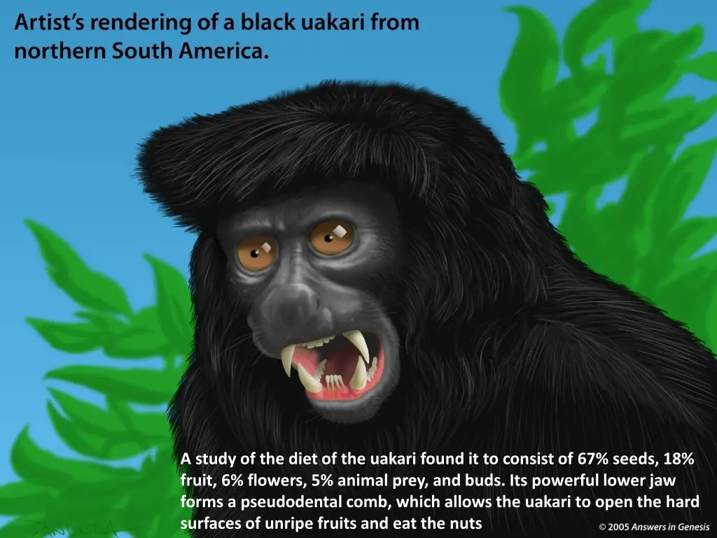 a study of the diet of the uakari found