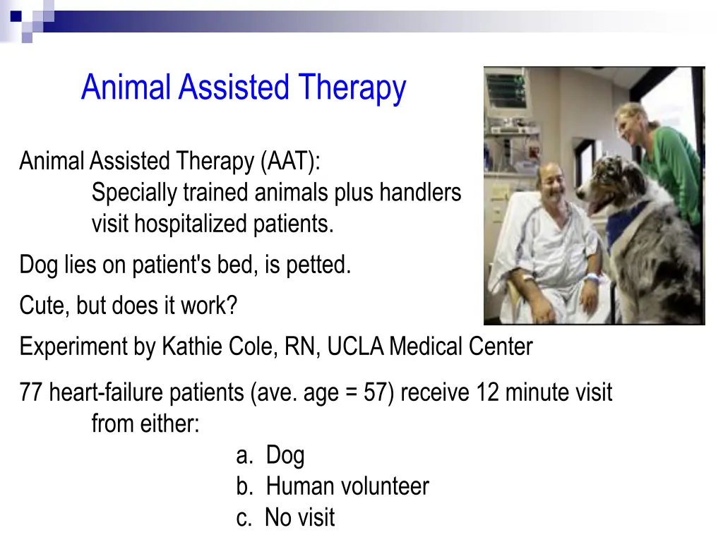 animal assisted therapy