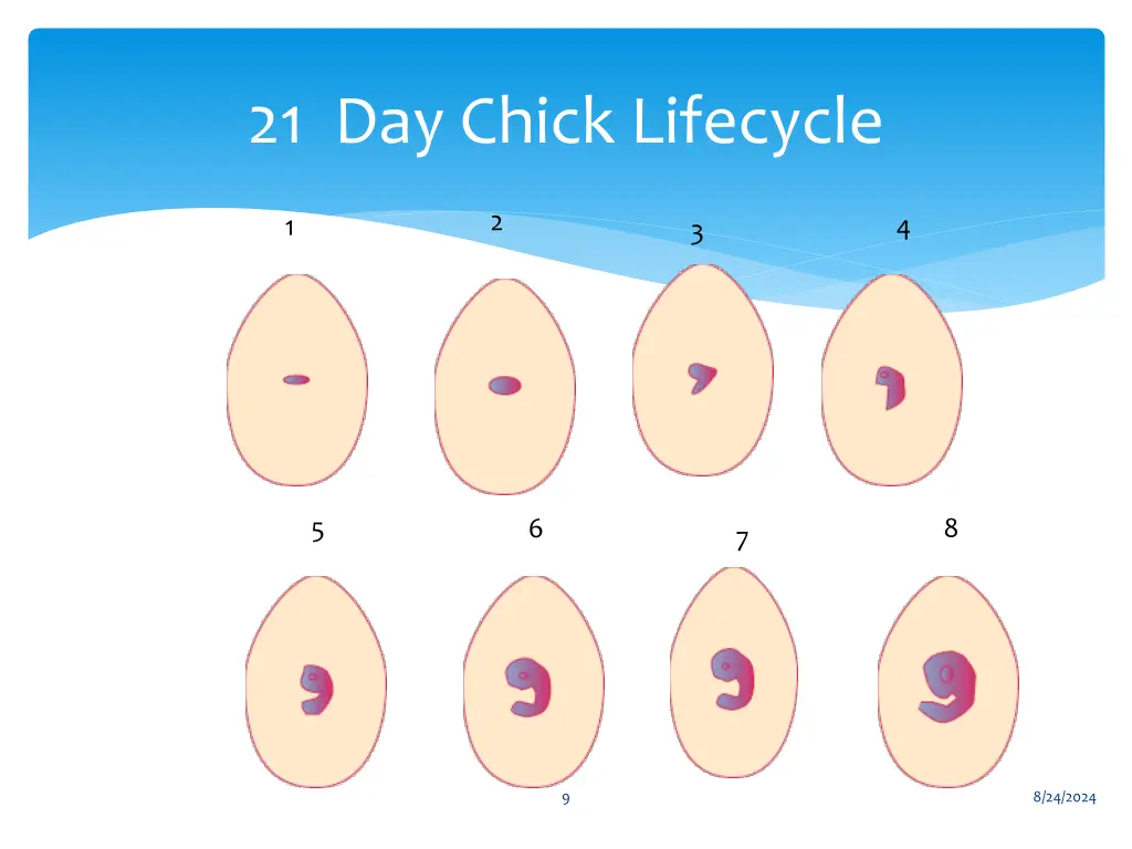 21 day chick lifecycle