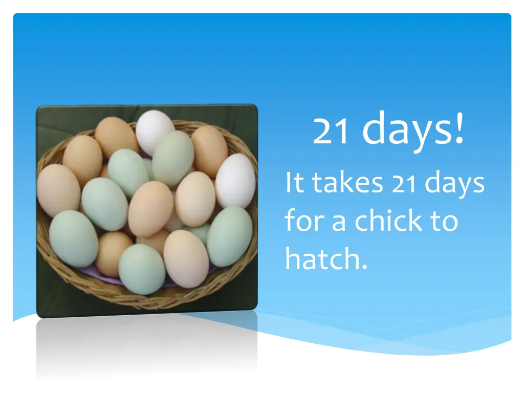 21 days it takes 21 days for a chick to hatch