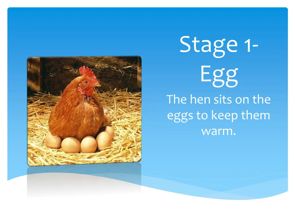 stage 1 egg the hen sits on the eggs to keep them