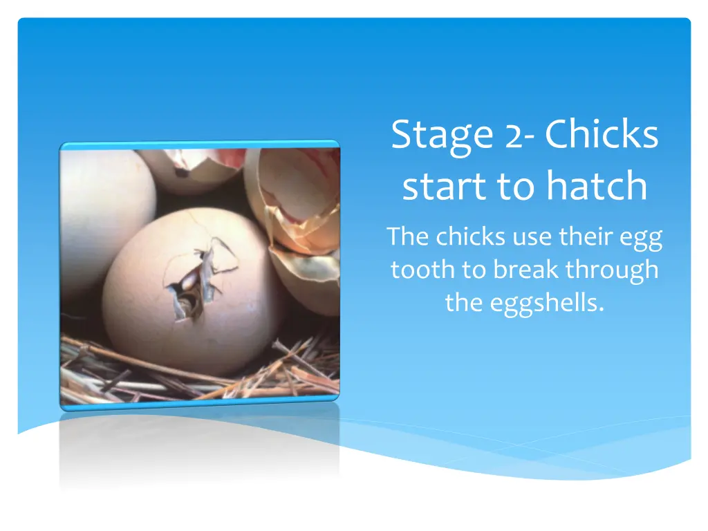 stage 2 chicks start to hatch the chicks