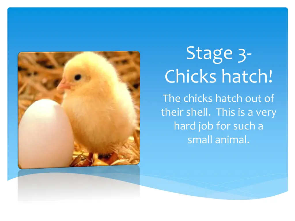 stage 3 chicks hatch the chicks hatch