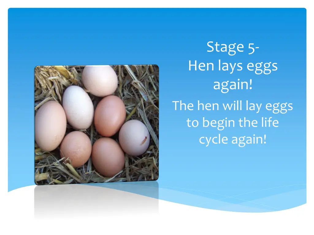 stage 5 hen lays eggs again the hen will lay eggs