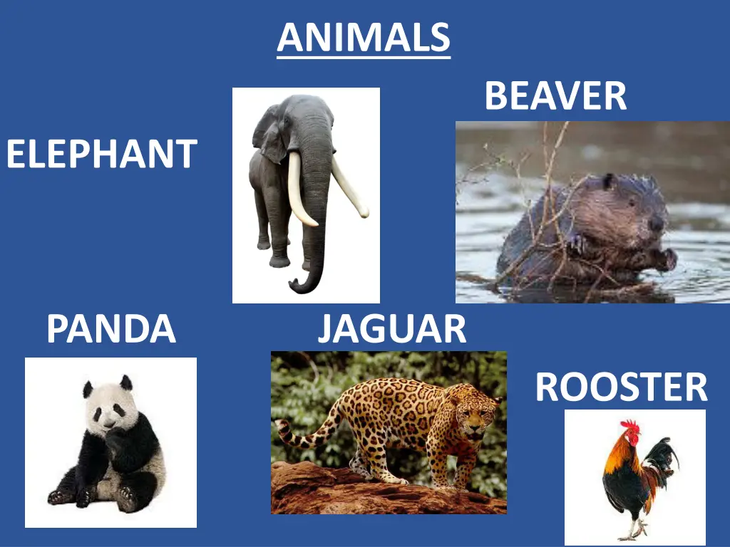 animals