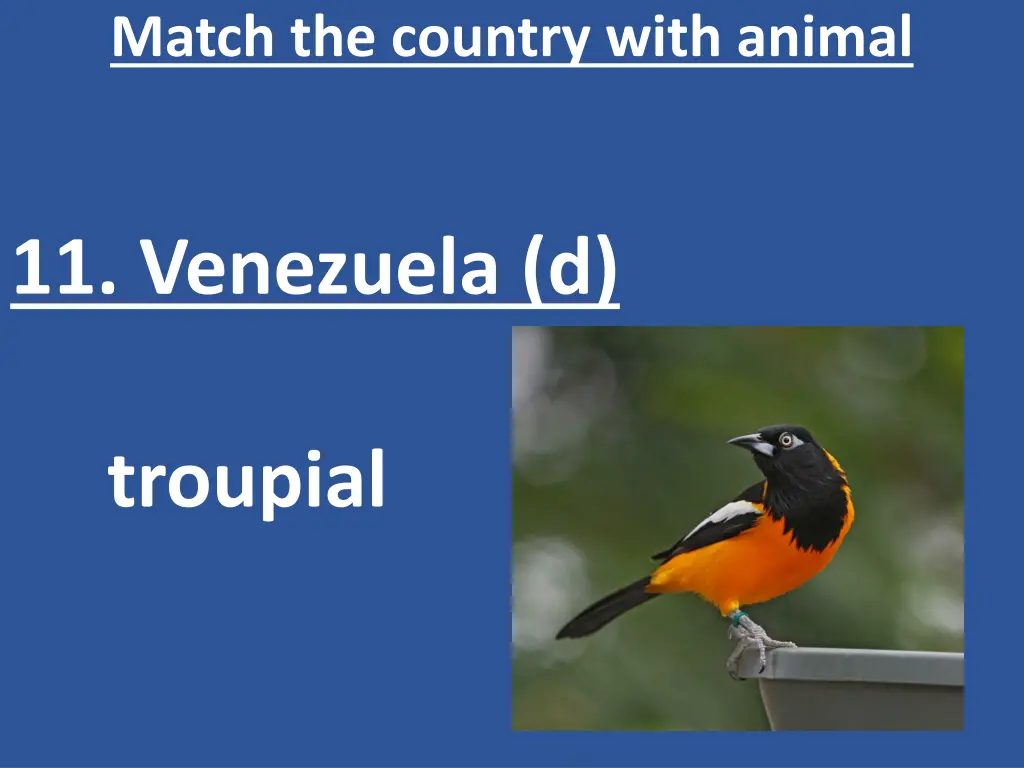 match the country with animal 12