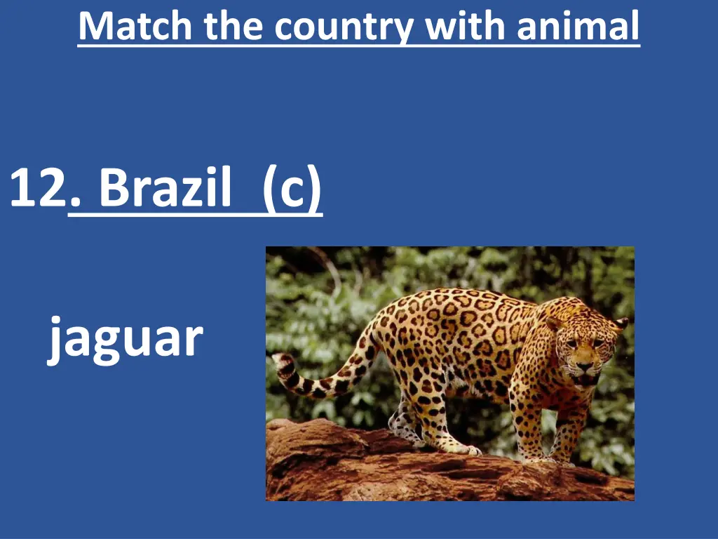 match the country with animal 13