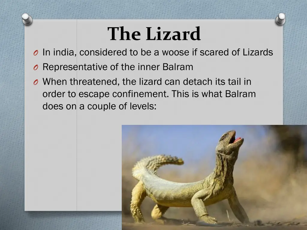 the lizard