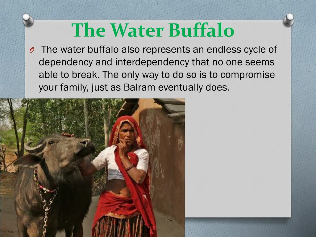 the water buffalo o the water buffalo also