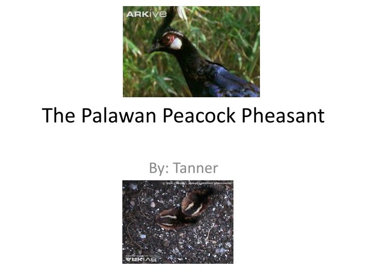 the palawan peacock pheasant