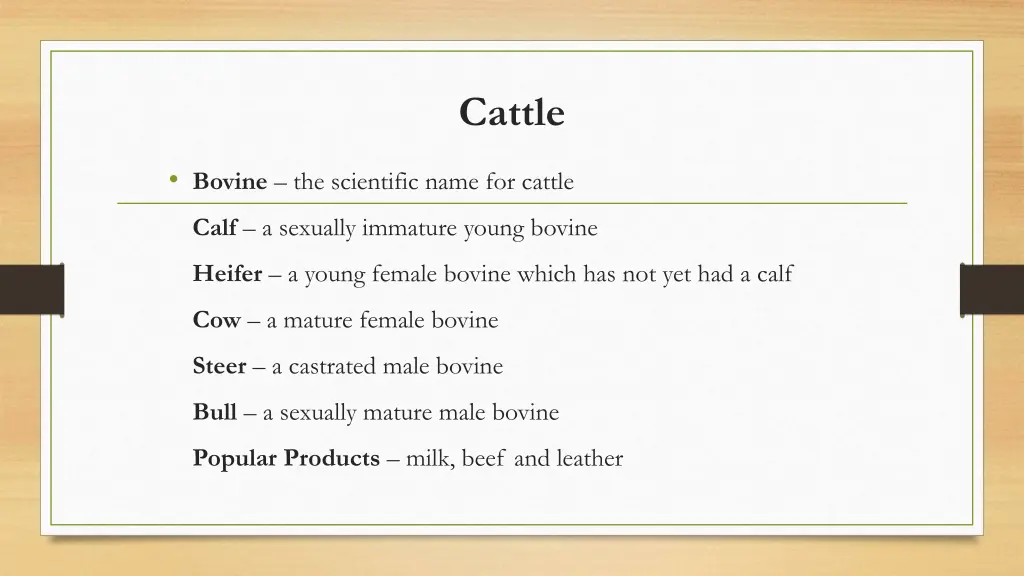 cattle