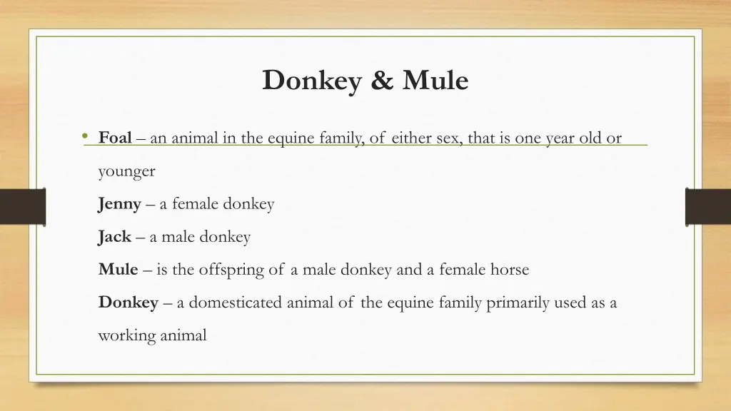 donkey mule