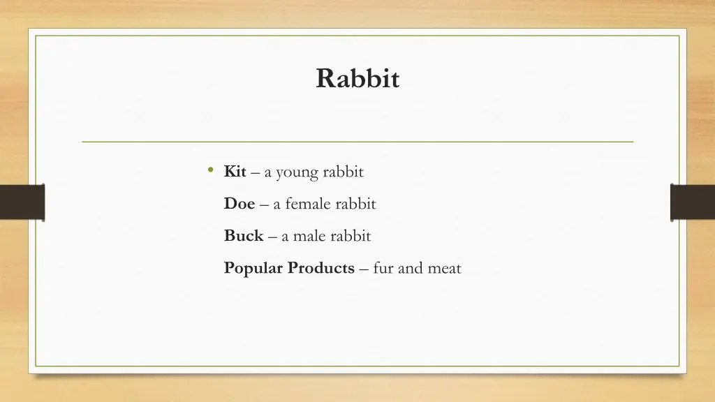 rabbit