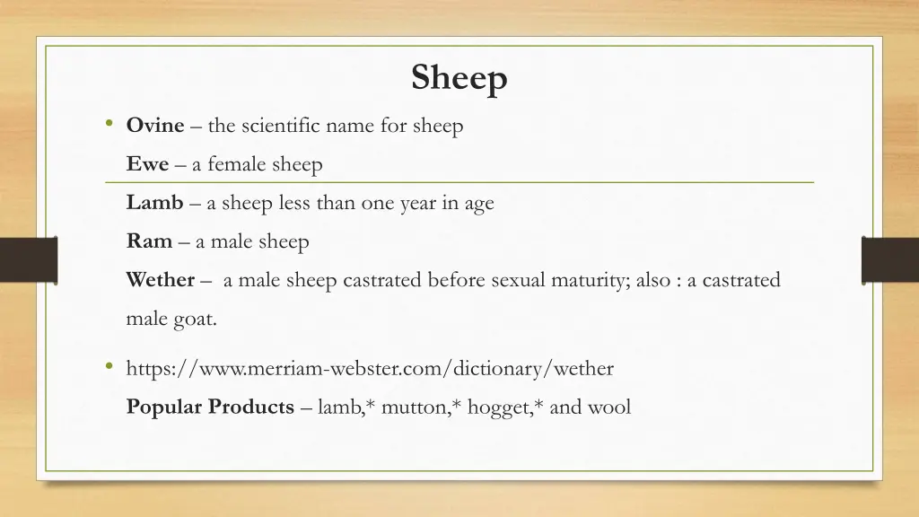 sheep