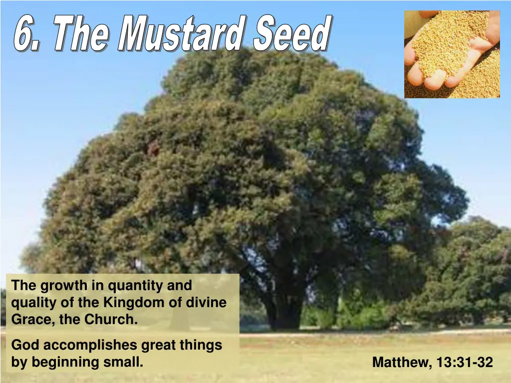 6 the mustard seed 6 the mustard seed