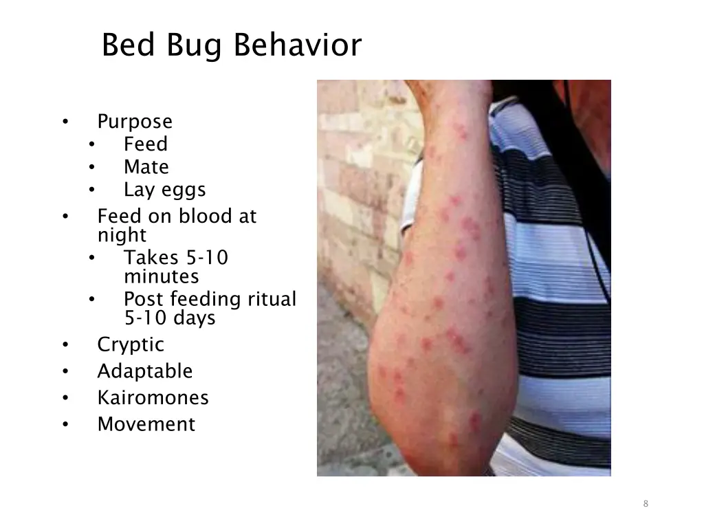 bed bug behavior