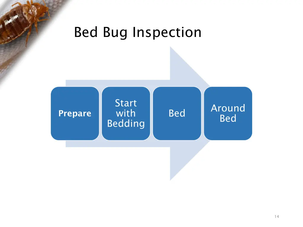 bed bug inspection