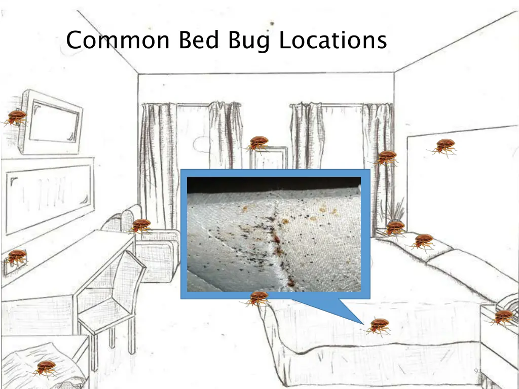 common bed bug locations