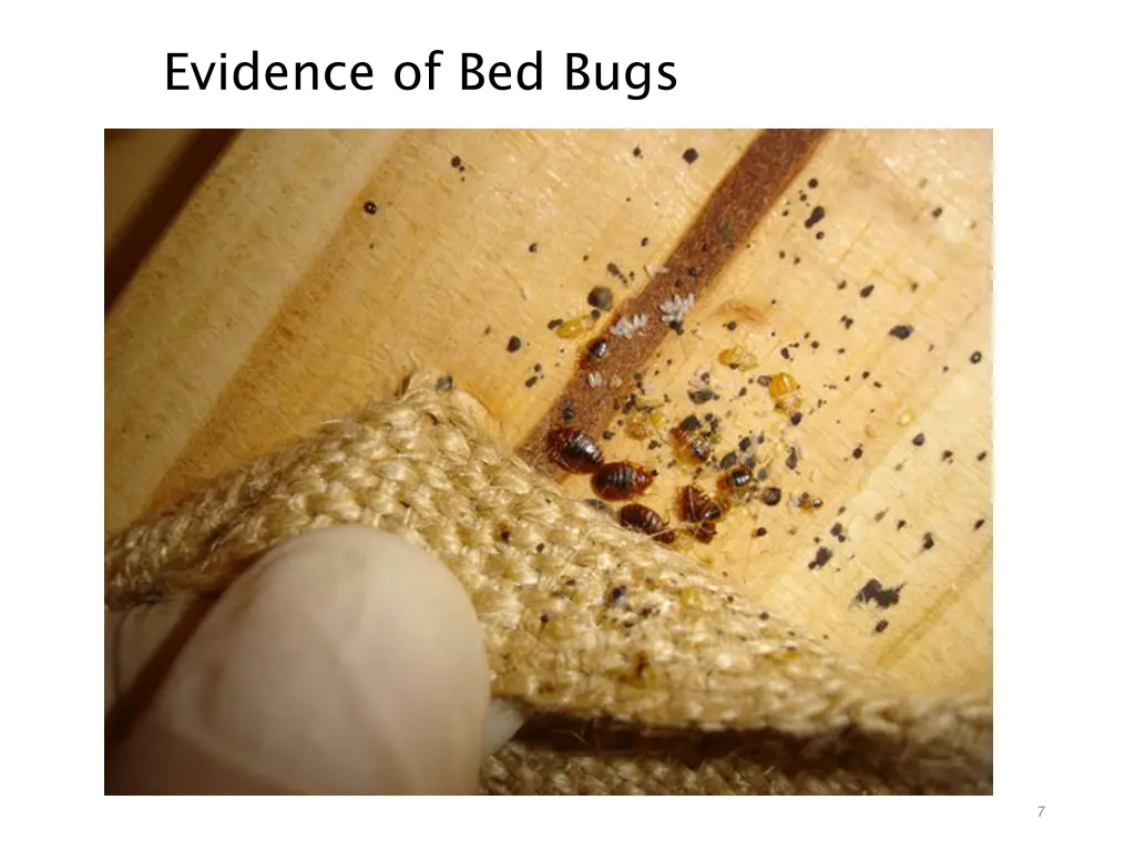 evidence of bed bugs