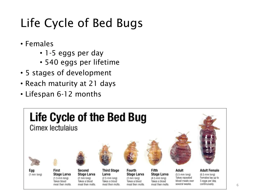 life cycle of bed bugs