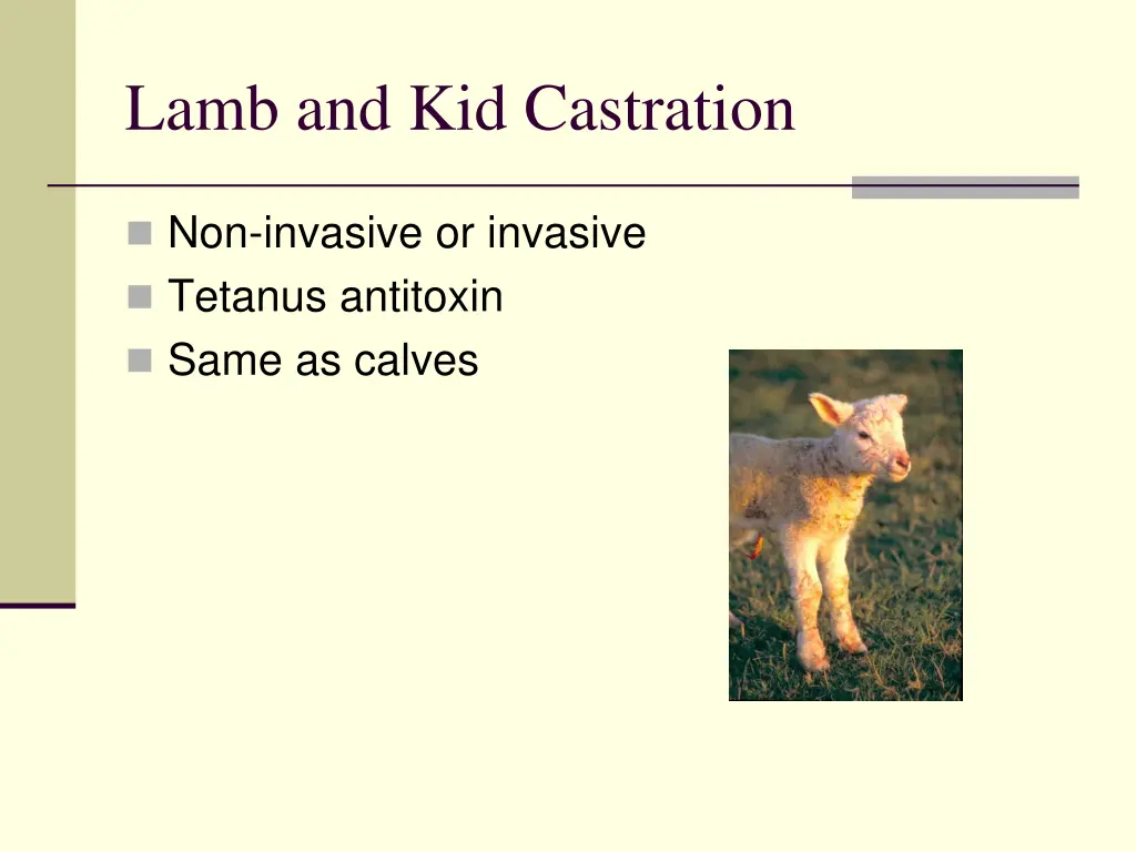 lamb and kid castration