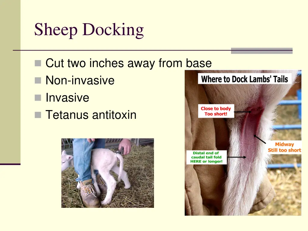 sheep docking