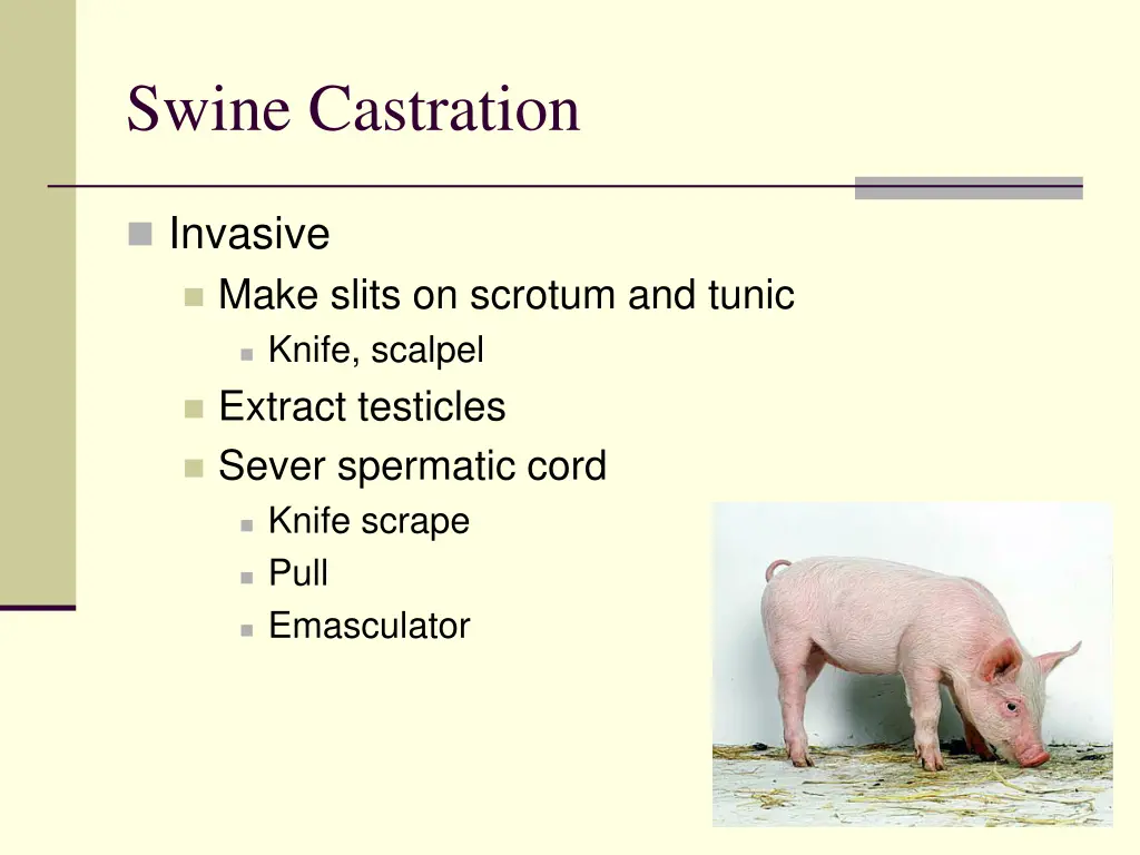 swine castration