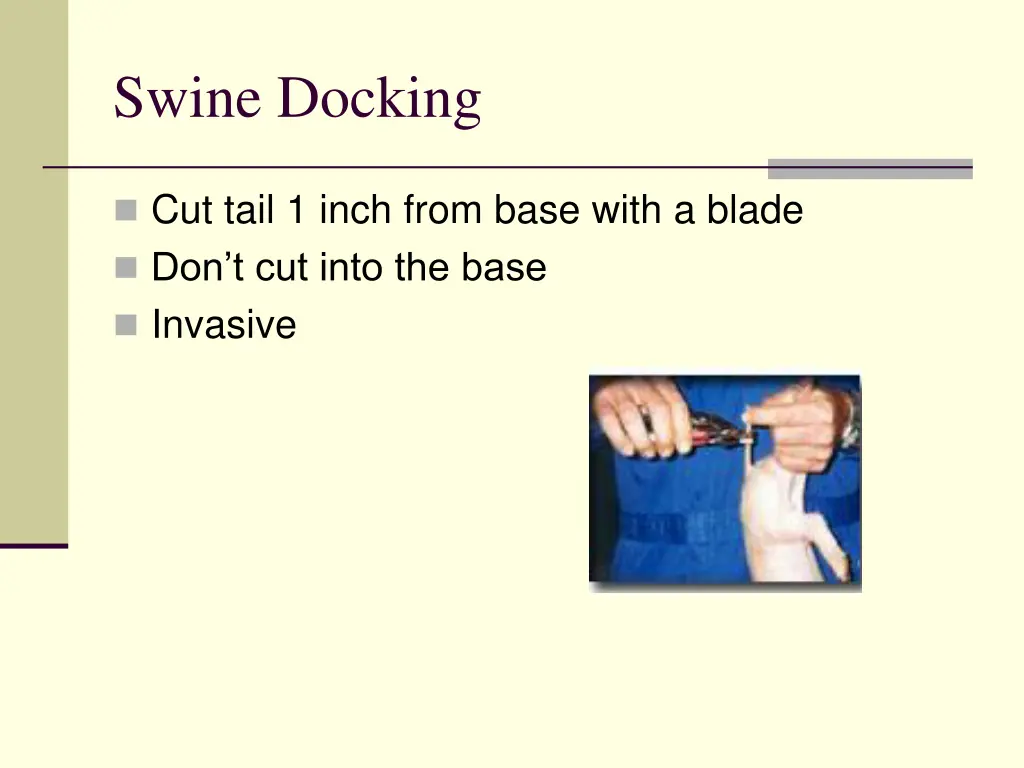 swine docking