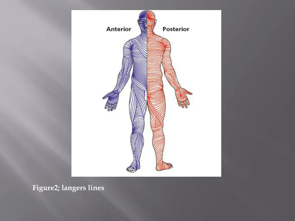 figure2 langers lines