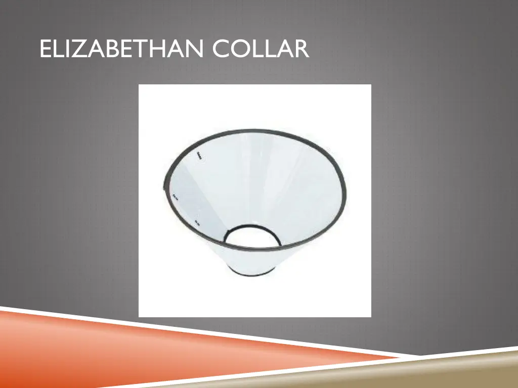 elizabethan collar