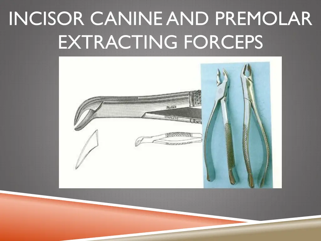 incisor canine and premolar extracting forceps