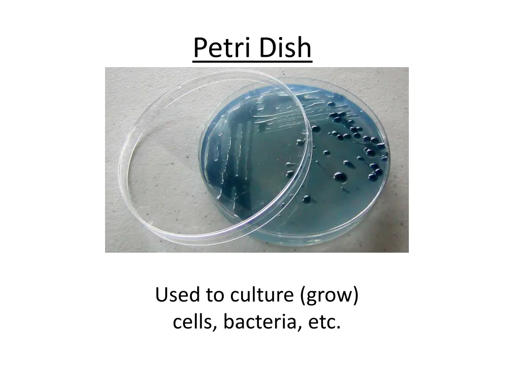 petri dish